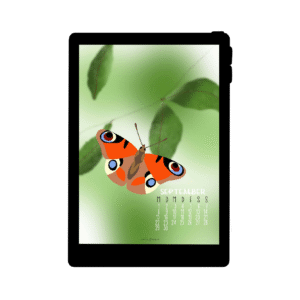 Lilies Berlin Freebies kostenlose Geschenke für September 2025, schmetterling